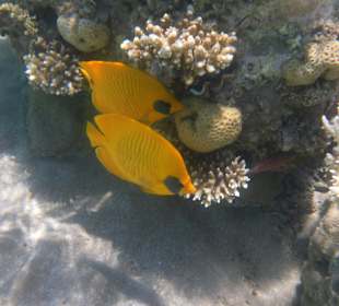 Рыбы Макади