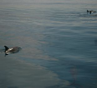 Jetzt ziehen sie davon