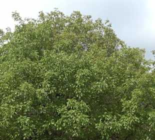 Dorfplatz Bittelbronn