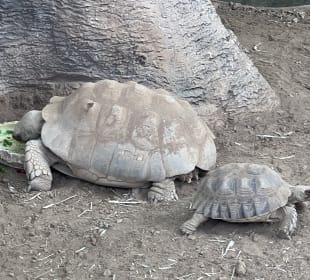Schildkröten