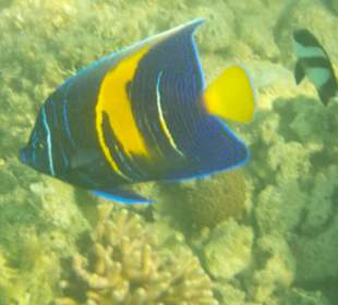 Schnorcheln Soma Bay