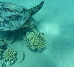 Schnorcheln Makadi Bay