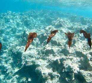 Schnorcheln Marsa Alam