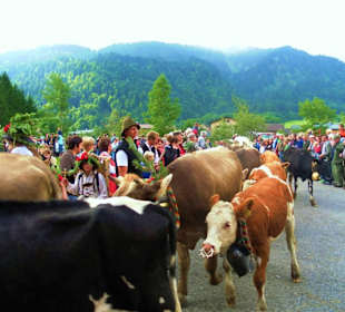 Alpabtrieb / Au / Vorarlberg