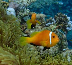 Nemo