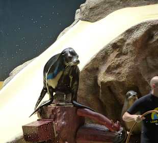 Seelöwen machen richtig Action