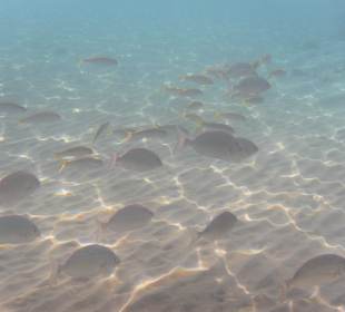 Рыбы Макади