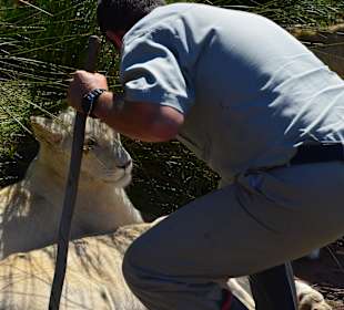 Begrüssung von Mutti Lion
