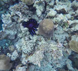 Andaman Snorkel Discovery