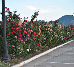 Парковка аквапарка и розы