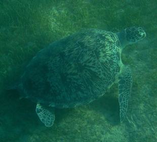 Underwater - large green turtle on the sea grass 