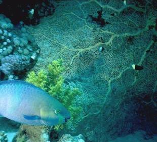 Schnorcheln Hurghada-Rotes Meer-Tauchen mit Amy 