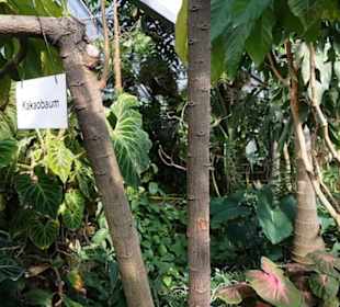 Botanischer Garten 