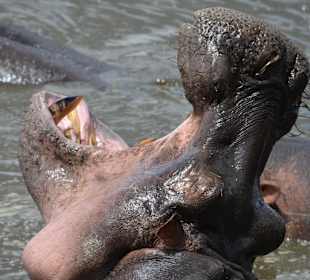 Flußpferde