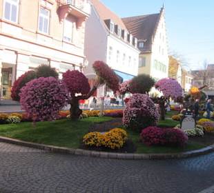 Chrysanthema Lahr