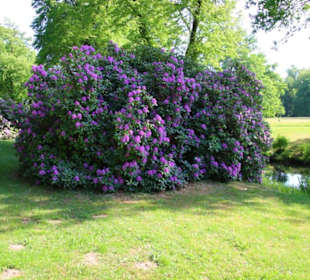 Rhododendron im Park