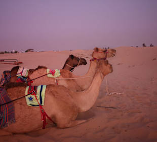 Kamelrennen Ras al Khaimah