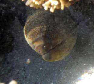 Schnorcheln Marsa Alam