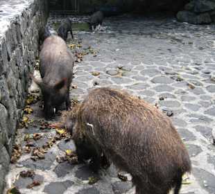 Hätte man streicheln können