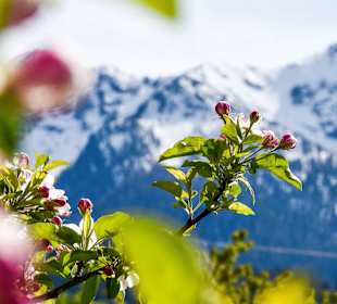 Frühling im Vinschgau 