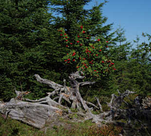 Mammutreste im Schwarzwald?