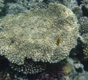 Hausriff am Makadi Palace / Makadi Spa Hotel