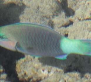 Faszinierende Unterwasserwelt