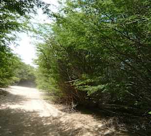 Straße durch Plantage