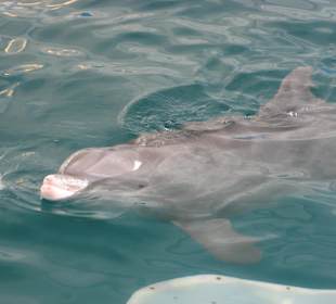 Delphin im Clearwater Marine Aquarium