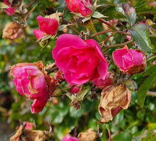 Rosen in Wenningstedt 