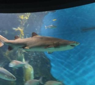 Zapoznanie z rekinem