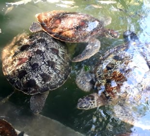 Mnarani Marine Schildkröten Conservation