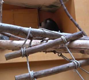 Tierpark Hellabrunn - Welt der Affen