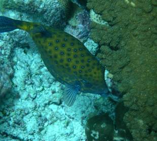 Am Riff des Hotel Madoogali