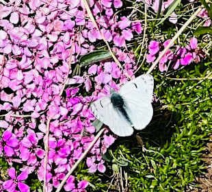 Lenzerheide Wandern