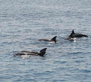 Wir haben sie gefunden