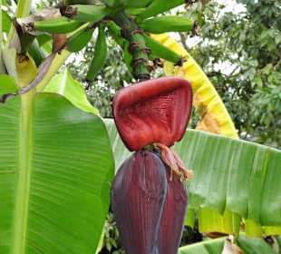 Nutzpflanzen-Abteilung des Botanischen Gartens
