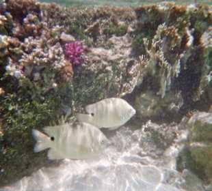 Fische