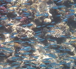 Schöne Unterwasserwelt am Hausriff