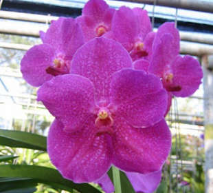 Eine dunkelrosa Orchidee.