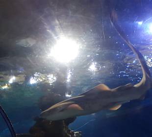 National Aquarium Malta