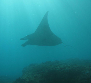 Tauchen am Manta Point