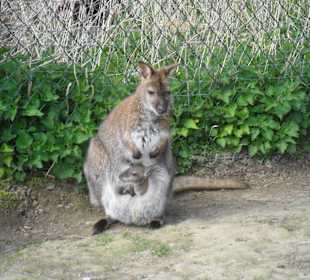 Kl. Kanguru mit Baby