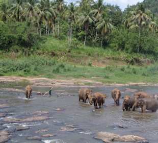 Pinnawela/Kandy (2 Tage-Tour)
