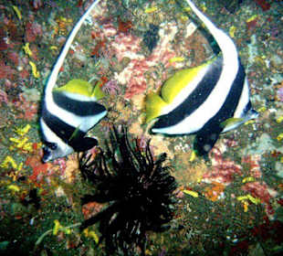 Wimpelfische Paar