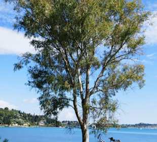 Gouvia Bucht 3-4 km südlich von Dassia