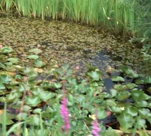 ALB-GOLD Naturgarten