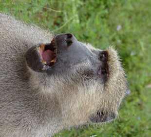 Baboon