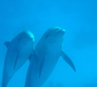 So sind sie auf mich zugeschwommen 