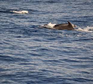Delphin Safaritour von Morgan aus